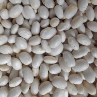 批發(fā)云南特產(chǎn)農家自種 珍珠豆新貨 彈子豆 圓白蕓豆新貨 五谷雜糧